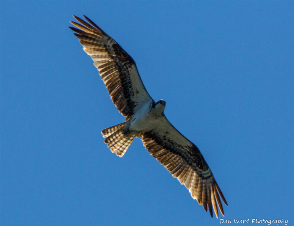 osprey-in-flight-over-lake-siskiyou-large