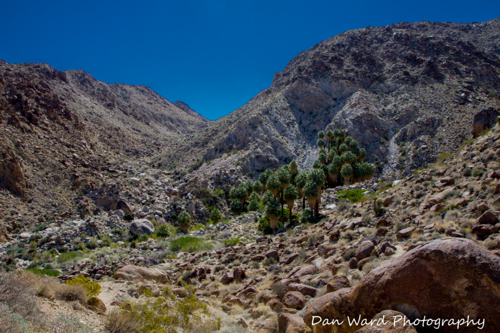 49-palms-oasis-trail-joshua-tree-park-3