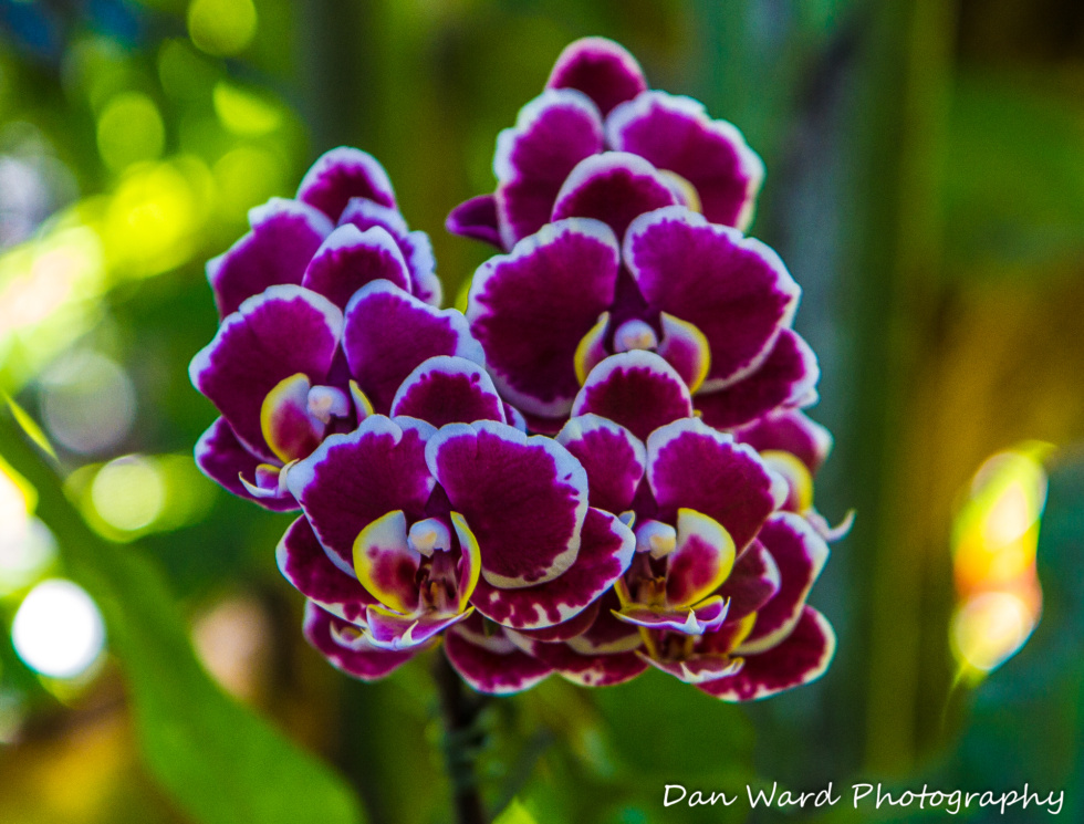 orchids-4