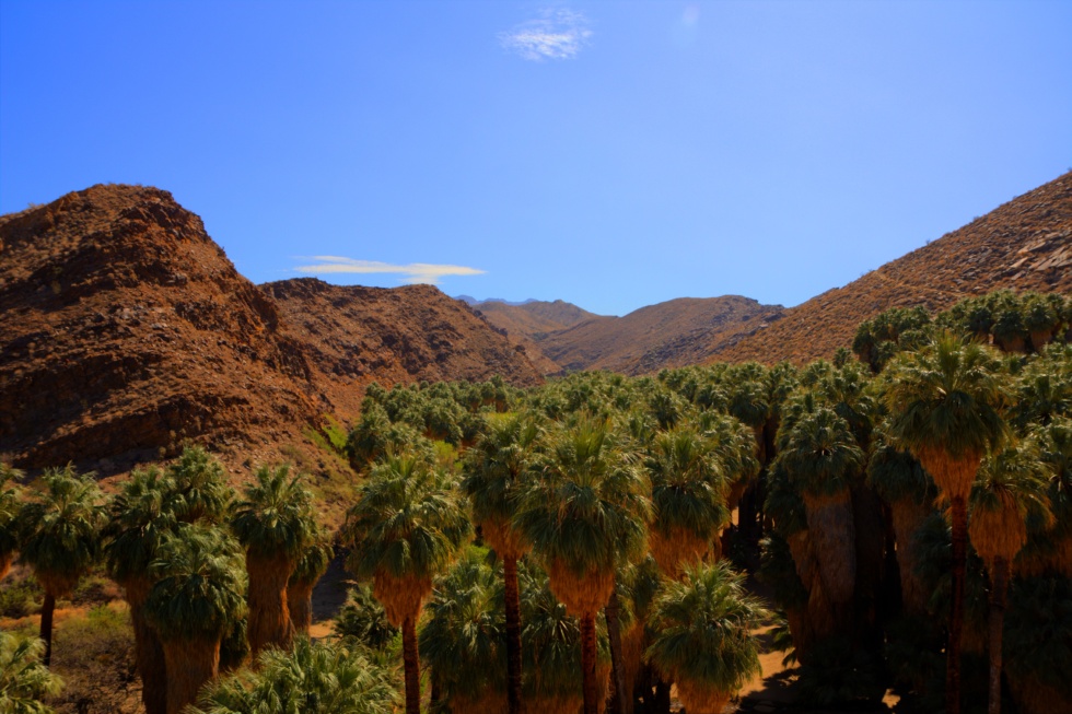 palm-canyon-8