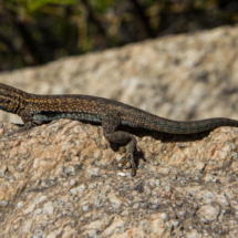 Lizard in Palm Canyon