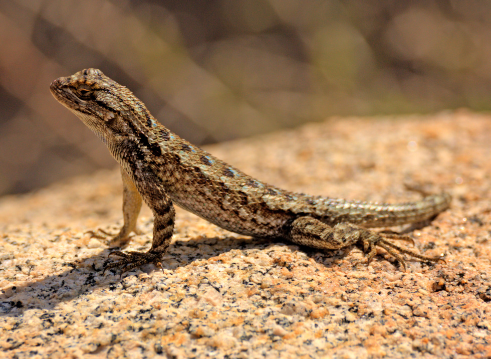 Western Fence Lizard-5