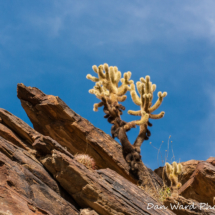 Cholla Cactus in the Rocks-2