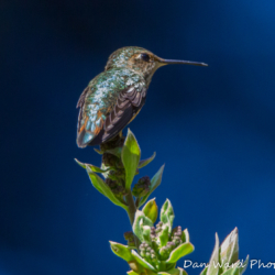 Annas Hummingbird-2