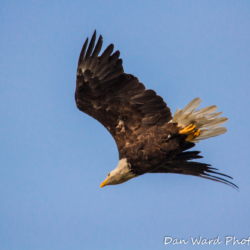 Bald Eagle In Flight-1