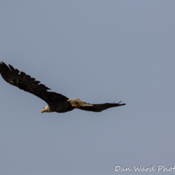 Bald Eagle In Flight-2