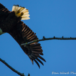 Bald Eagle In Flight-Lake McCloud 2017-1