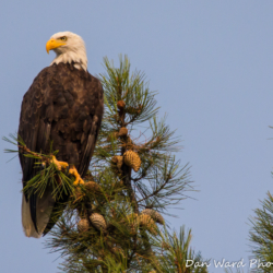 Bald Eagle In Pine Tree-1