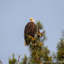 Bald Eagle In Pine Tree-2