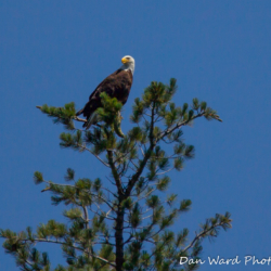 Bald Eagle-Lake McCloud 2017-1