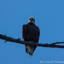 Bald Eagle On Branch-Lake McCloud 2017-1