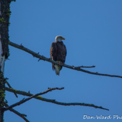 Bald Eagle On Branch-Lake McCloud 2017-2