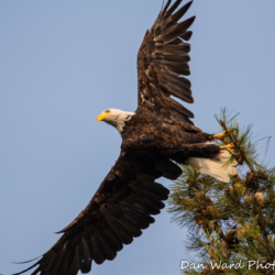 Bald Eagle Taking Flight-1