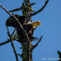 Bald Eagle Taking Flight-Lake McCloud 2017-1