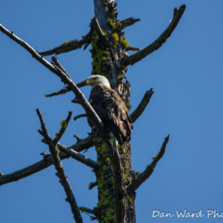 Bald Eagle in Tree-Lake McCloud 2017-1