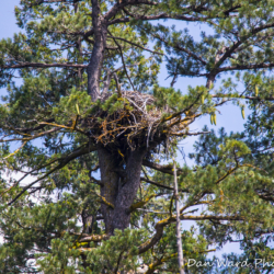 Bald Eagle's Nest-Lake McCloud 2017-1
