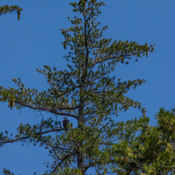 Bald Eagles in Tree-Lake McCloud 2017-1