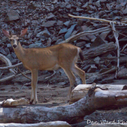Black-Tailed Deer-Lake McCloud 2017-1