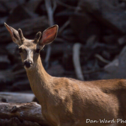 Black-Tailed Deer-Lake McCloud 2017-2
