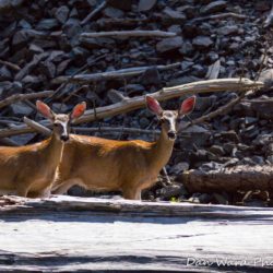 Black-Tailed Deer-Lake McCloud 2017-3