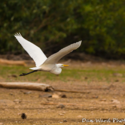 Egret In Flight-1