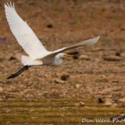 Egret In Flight-2
