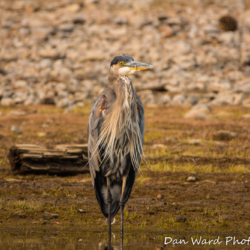 Great Blue Heron-1