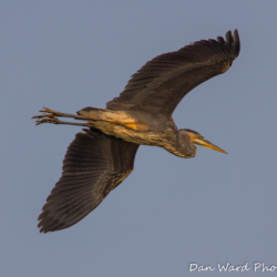 Great Blue Heron In Flight-1 (2)