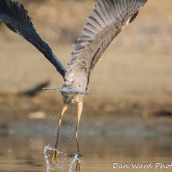 Great Blue Heron-Lift Off!