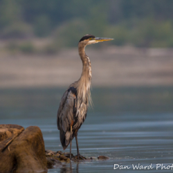 Great Blue Heron On Shore-1