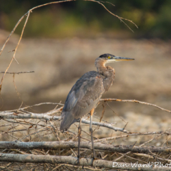 Great Blue Heron On Shoreline-1