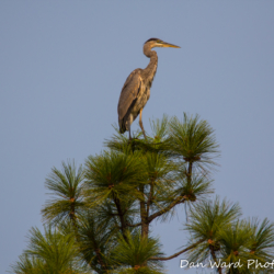Great Blue Heron On Treetop-1