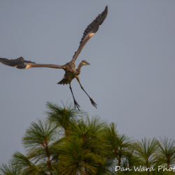 Great Blue Heron Taking Flight-1