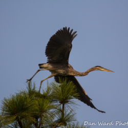 Great Blue Heron Taking Flight-2