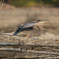 Great Blue Heron Taking Flight-3