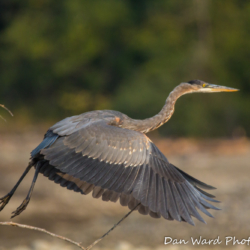 Great Blue Heron Taking Flight-4