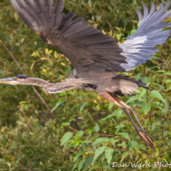 Great Blue Heron in Flight-1