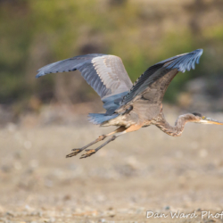Great Blue Heron in Flight-3