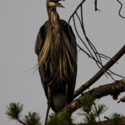 Great Blue Heron in Tree-1