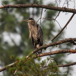 Great Blue Heron in Tree-2