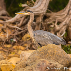 Great Blue Heron with Rocks