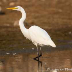Great Egret-1 (2)