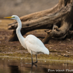 Great Egret-1