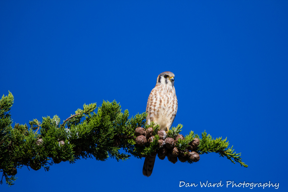 American Kestrel