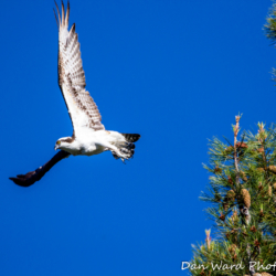 Osprey In Flight at Lake Siskiyou-1