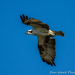 Osprey In Flight at Lake Siskiyou-2
