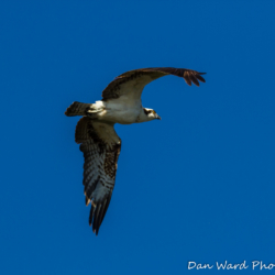 Osprey In Flight at Lake Siskiyou-4