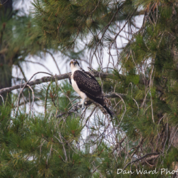 Osprey In Tree-1