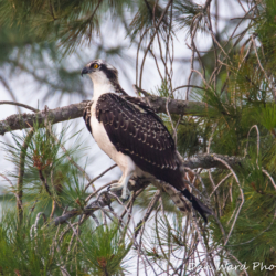 Osprey In Tree-2