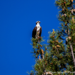 Osprey In Tree at Lake Siskiyou-1